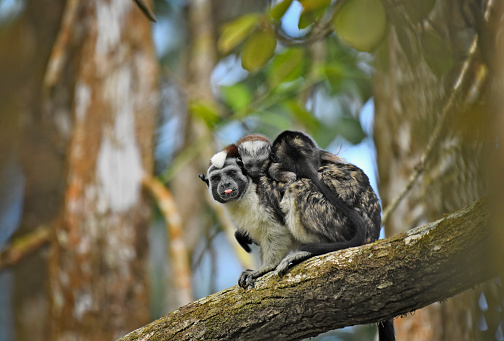 A male Geoffroy's Tamarin Monkey is seen on a branch with two newborn babies on its back.  The male monkey carries the babies on its back.  The male is looking at the camera with its tongue out while the babies look down and hold onto the shoulder of the dad.   This small primate is found in the rainforest of Panama in Central America