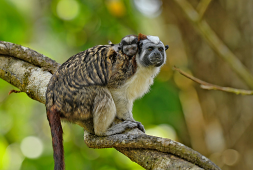 A male Geoffroy's Tamarin Monkey is seen on a with a newborn baby on its back.  The male monkey carries the babies on its back.  The male is looking straight, while the baby looks at the camera and holds onto the shoulder of the dad.   This small primate is found in the rainforest of Panama in Central America