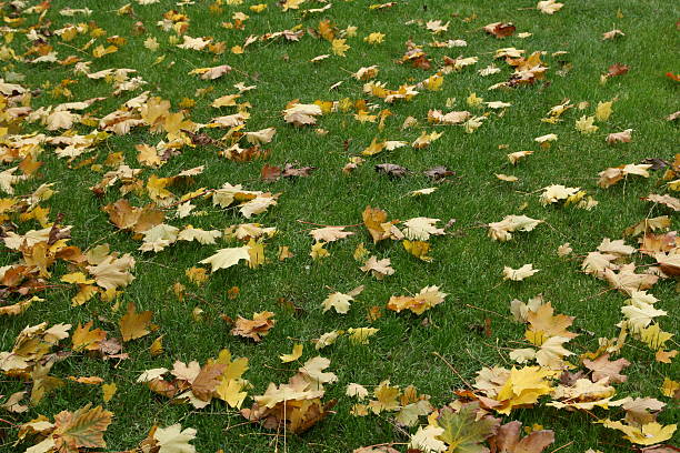 istock blätter in autumn 172421960