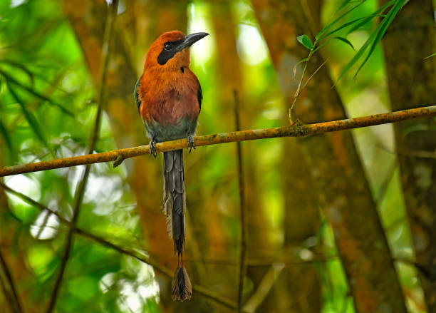 istock A Rufous motmot perching on a branch 1724220329