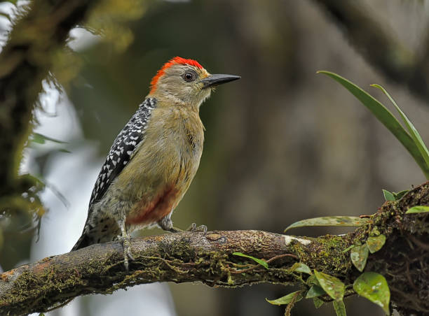 istock Red crowned Woodpecker perching on a branch 1724220779