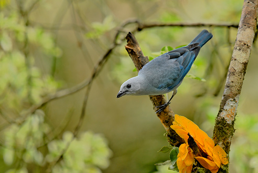 A closeup shot of a cute Blue Jay (Cyanocitta cristata) isolated on a blurred gray background