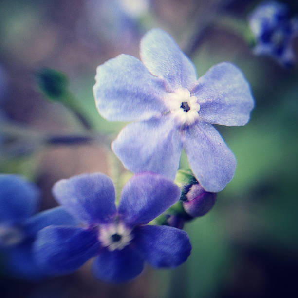 istock Little purple flowers 172422321