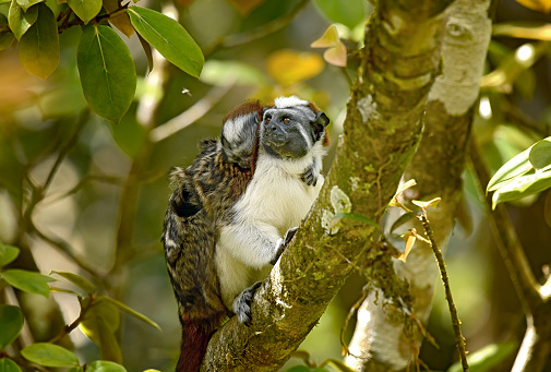 A male Geoffroy's Tamarin Monkey is seen on a branch with a newborn baby on its back.  The male monkey carries the babies on its back.  The male is looking at a wasp while the baby looks down and holds onto the shoulder of the dad.   This small primate is found in the rainforest of Panama in Central America