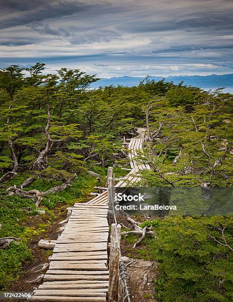 Ruta De Madera Foto de stock y más banco de imágenes de Aire libre - Aire libre, Anochecer, Archipiélago de Tierra del Fuego