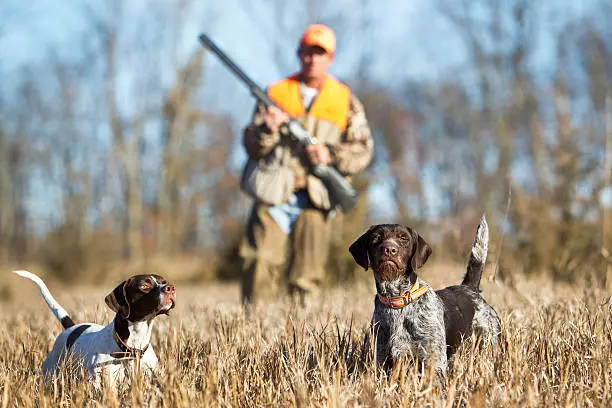 Photo of Hunting Dogs