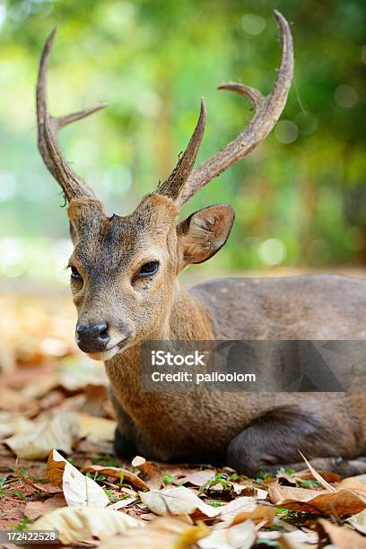Deer Stockfoto und mehr Bilder von Baum - Baum, Bock - Männliches Tier, Braun