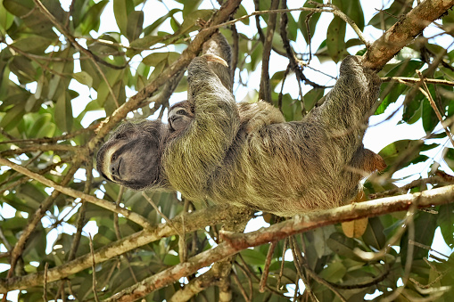 A 3 toed sloth is in a tree with her newborn baby.  The mother is holding her baby on her chest while she is upside down.  The mother and the baby are looking towards the camera.  Both faces are clearly visible in the photo. There is a lot of details in the photo.