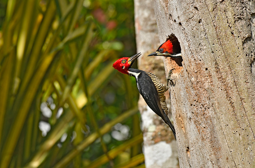 Pileated Woodpecker on a tree trunk, looking to you, Florida, USA