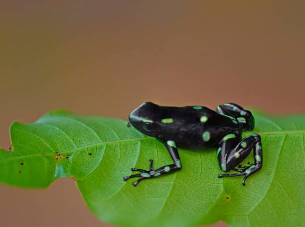 green and black poison dart frog on a leaf