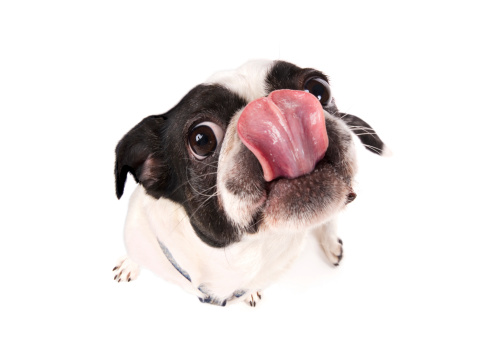 Pekingese (bosten terrier + pekingese) licking its chops.Click for related images: