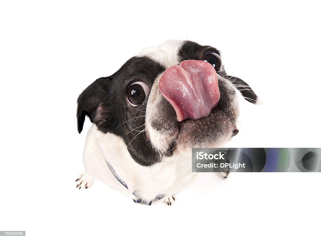 Yum - Royalty-free Cão Foto de stock