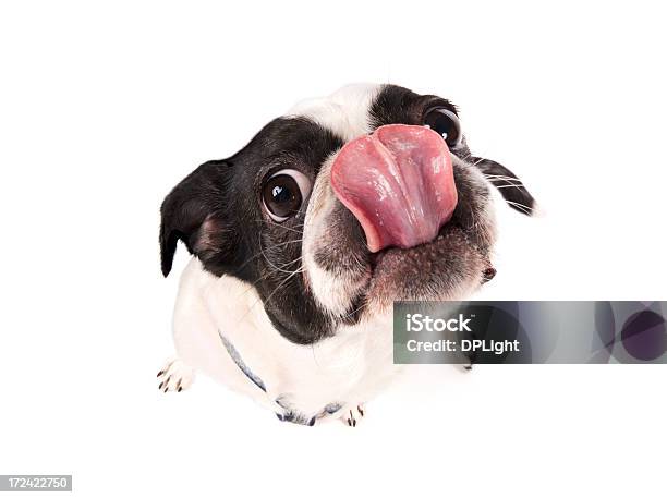 Yum - Fotografias de stock e mais imagens de Cão - Cão, Humor, Fundo Branco