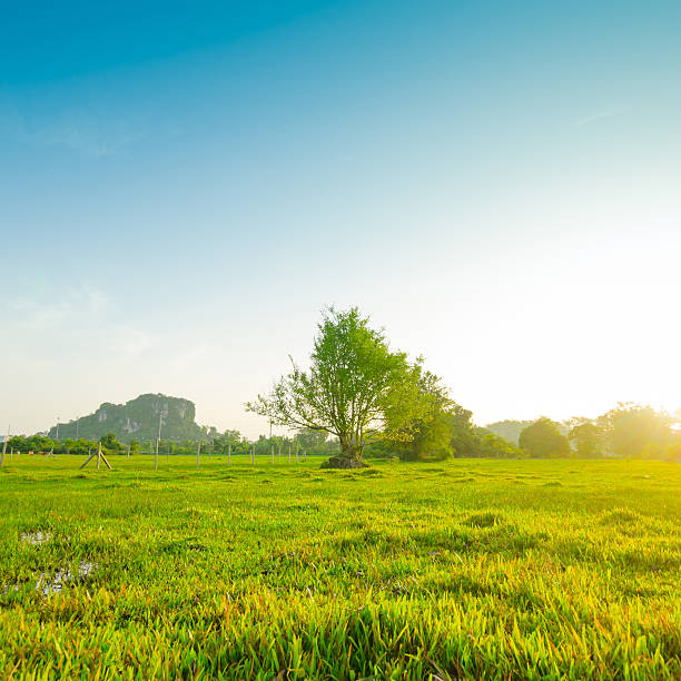 istock Morning Sun Shining through the Blooming Tree 172422854