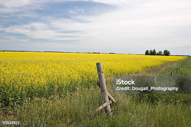 Photo libre de droit de Champ De Colza De Prairies banque d'images et plus d'images libres de droit de Affaires - Affaires, Agriculture, Canola