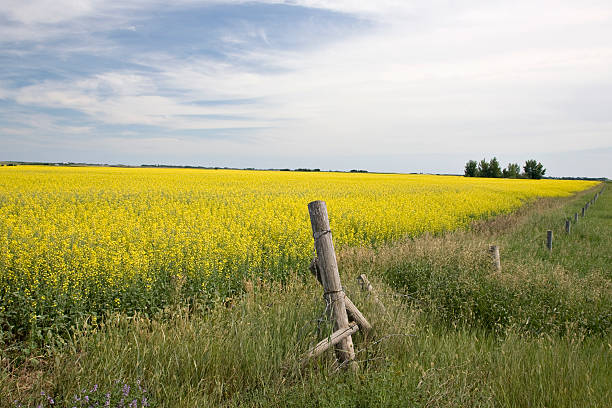 Canola Field on Prairies stock photo