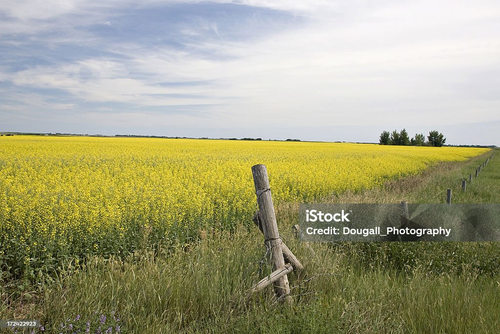Canola Field em Prairies - Royalty-free Agricultura Foto de stock
