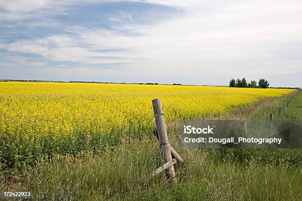 Canola Field Em Prairies - Fotografias de stock e mais imagens de Agricultura - Agricultura, Amarelo, Campo agrícola