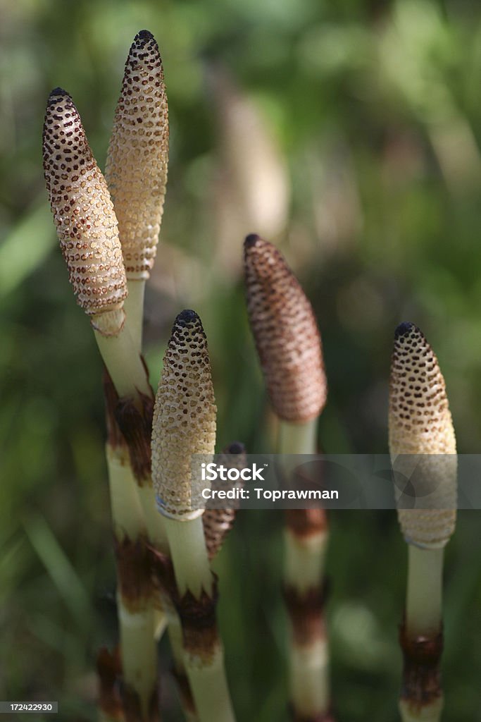 Primavera Horsetails - Royalty-free Ave aquática Foto de stock