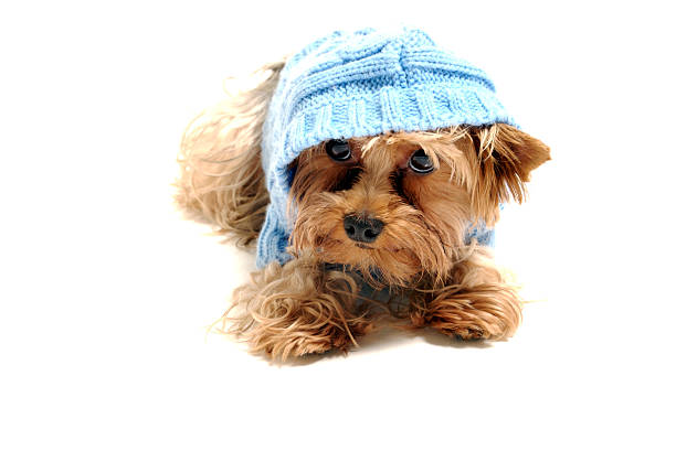 gangsta puppy stock photo