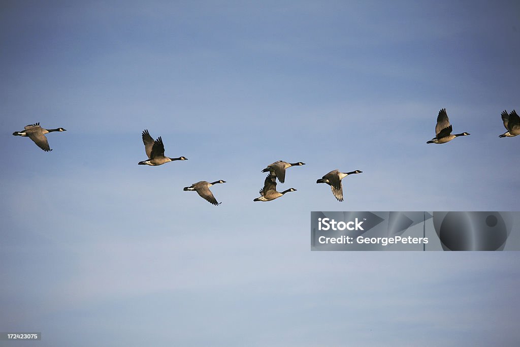 Gansos do Canadá em voo - Foto de stock de Animal royalty-free