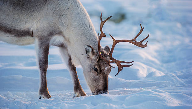 Caribou stock photo