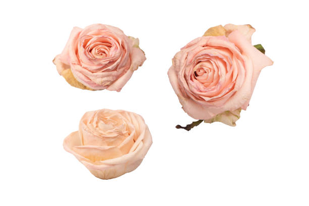 istock Dry pink rose isolated on a white background. 1724232422