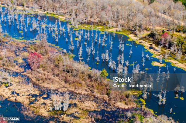 Humedales Foto de stock y más banco de imágenes de Agua - Agua, Aire libre, Alabama