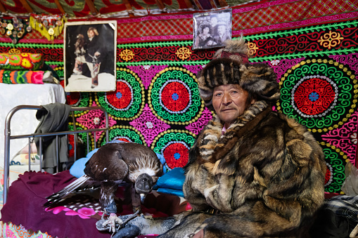 Bayan-Olgii Province, Mongolia - September 28, 2023: An ethnic Kazakh eagle hunter sits on a bed inside a ger (yurt) with his eagle, with a portrait of himself hanging on the wall.