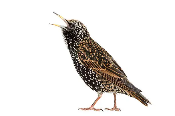 Common Starling (Sturnus vulgaris) isolated on a white background.