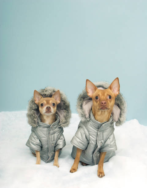 istock Two Dogs With Winter Coats 172423488