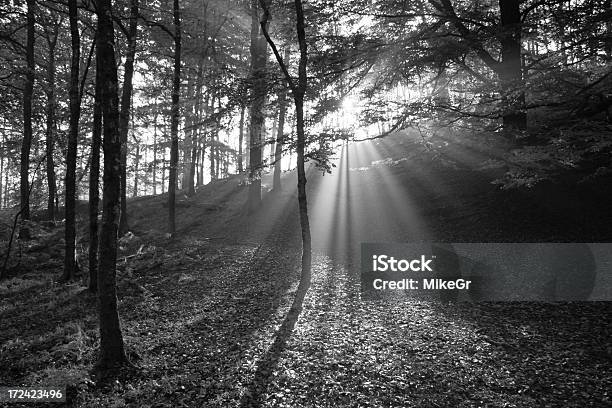 Photo libre de droit de Rayons Du Soleil Dans La Forêt banque d'images et plus d'images libres de droit de Angleterre - Angleterre, Arbre, Automne