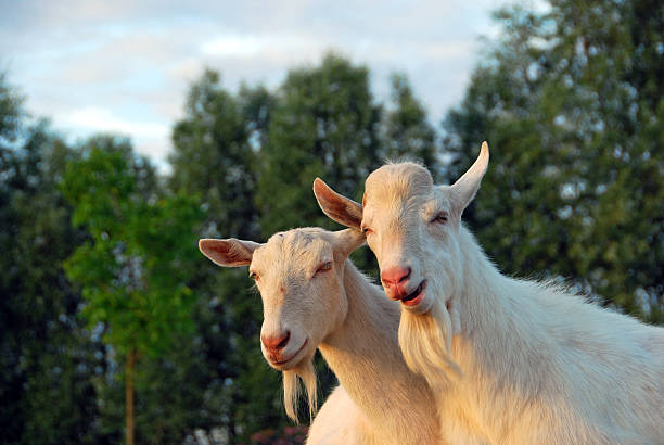 Three young goats in the stable