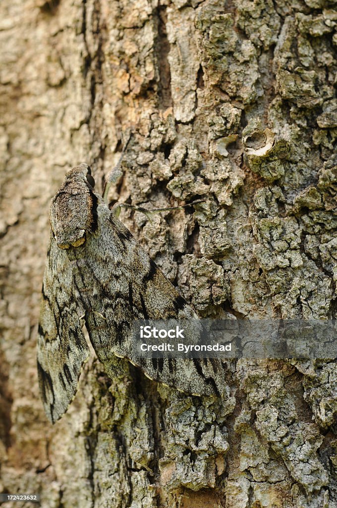Polilla Camouflaged - Foto de stock de Camuflaje libre de derechos