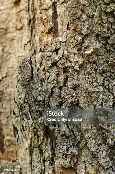 Camouflaged Moth - zdjęcia stockowe i więcej obrazów Kamuflaż - Kamuflaż, Ćma, Ubranie maskujące