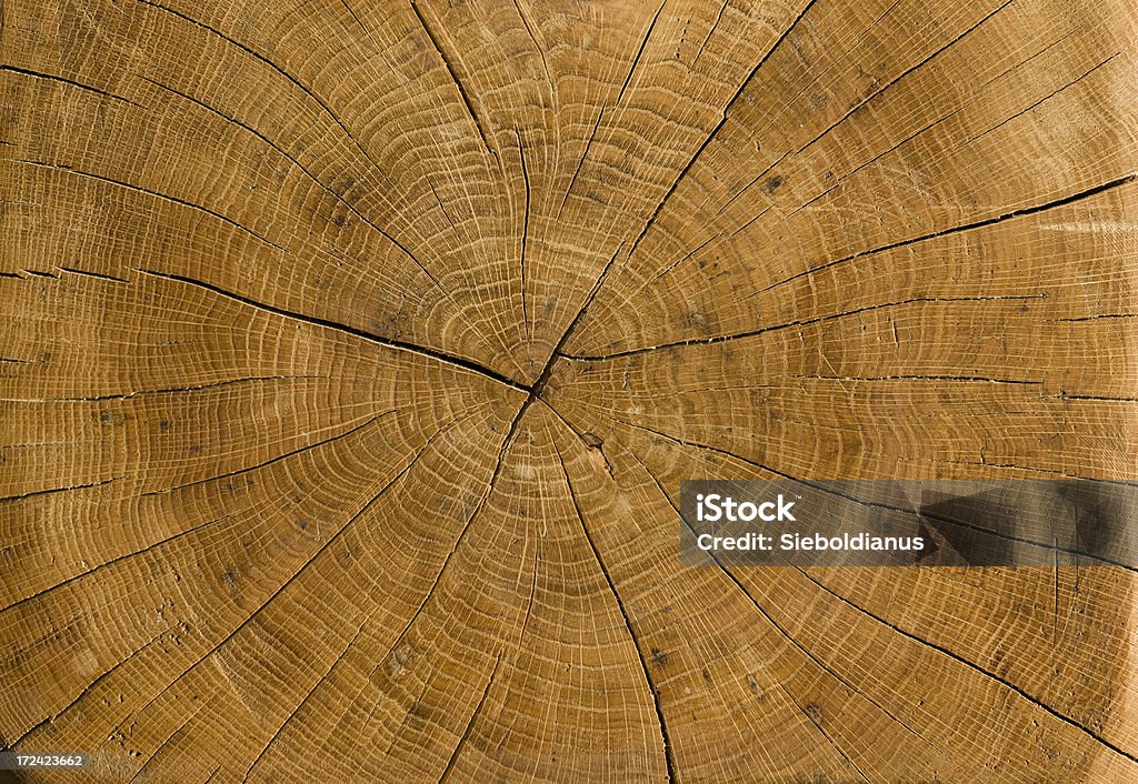 Hochauflösende trunk Profil von alten, getrocknete deutsche Oak. - Lizenzfrei Alt Stock-Foto