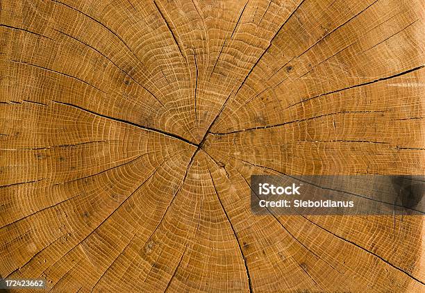 Hochauflösende Trunk Profil Von Alten Getrocknete Deutsche Oak Stockfoto und mehr Bilder von Alt