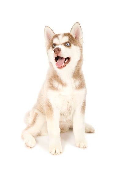 istock Happy Siberian Husky 172423690