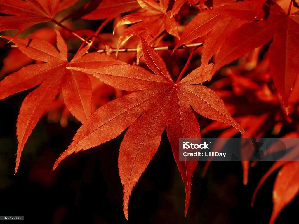 Japenese Maple Close-up of Japanese Maple leaf in golden sunlight Maple Tree Stock Photo
