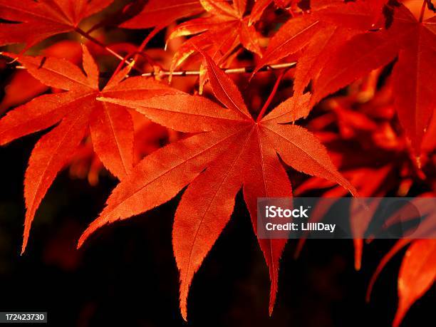 Japenese Maple Stock Photo - Download Image Now - Maple Tree, Arrangement, Autumn