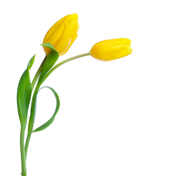 dos amarillo tulipanes aislado en blanco - cut out flower freshness group of objects fotografías e imágenes de stock