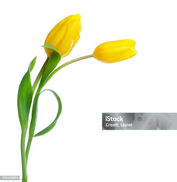 Two Yellow Tulips Isolated On White Stock Photo - Download Image Now - Tulip, Yellow, Flower