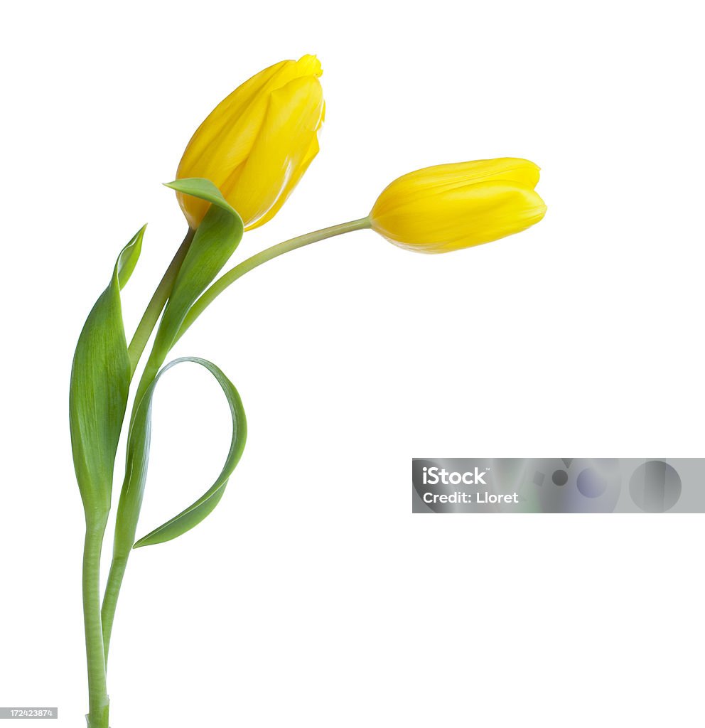 Dois amarelo Túlipas isolado a branco - Royalty-free Tulipa Foto de stock