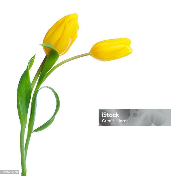 Dois Amarelo Túlipas Isolado A Branco - Fotografias de stock e mais imagens de Tulipa - Tulipa, Amarelo, Flor