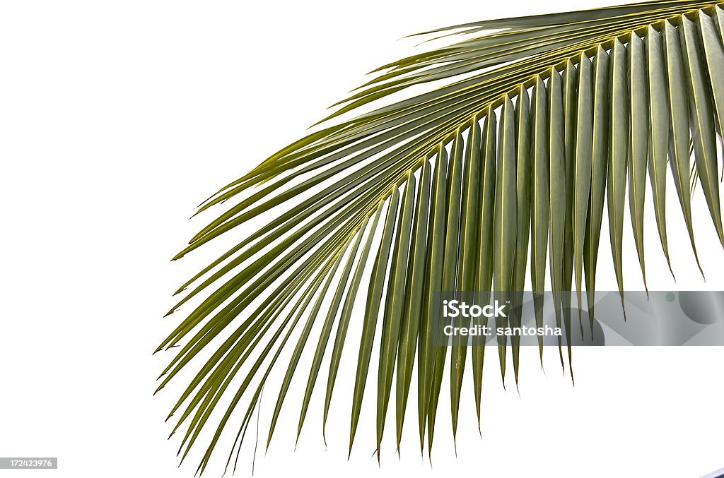 Palmtree hoja - Foto de stock de Palmera libre de derechos