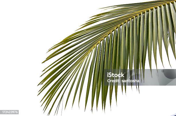 Palmtree Hoja Foto de stock y más banco de imágenes de Palmera - Palmera, Hoja, Recortable