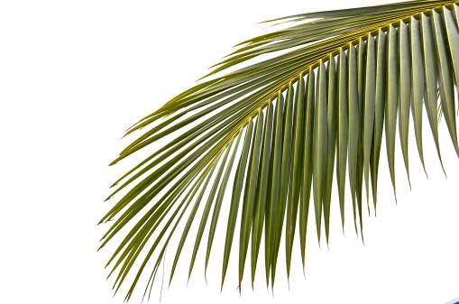 Isolated Palm tree leaf
