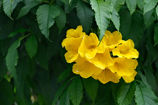 Yellow Elder Flower, Yellow elder, Trumpetbush, Trumpet flower, Yellow trumpet-flower, Yellow trumpetbush, Tecoma stans