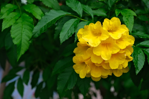 Yellow Elder Flower, Yellow elder, Trumpetbush, Trumpet flower, Yellow trumpet-flower, Yellow trumpetbush, Tecoma stans