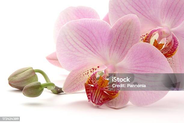 Orchidea Su Bianco - Fotografie stock e altre immagini di Ambientazione tranquilla - Ambientazione tranquilla, Bellezza naturale, Bianco